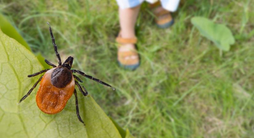 Ezeket a testrészeket imádják a kullancsok