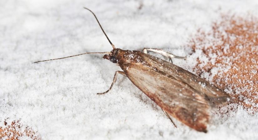 Invázió: így tartsd távol a molylepkéket az ajtóktól és ablakoktól
