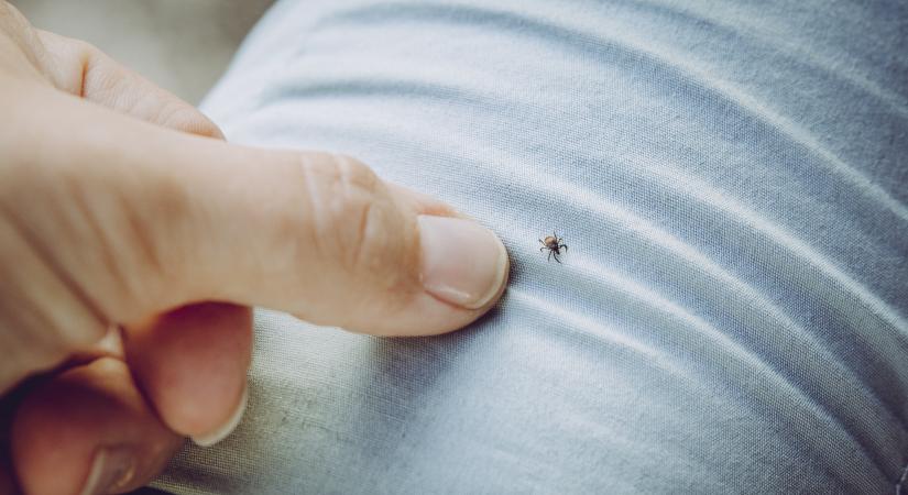 Ezért jutnak be a kullancsok a házba – az ok nem az, amire gondolsz