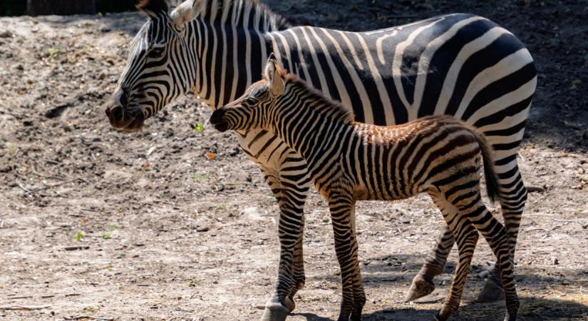 Öt év után született újra zebra Szegeden – videóval