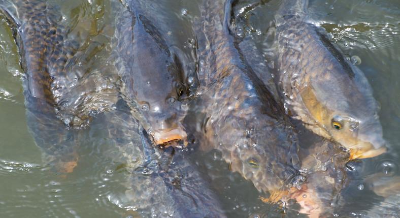 Kényszerlehalászás kezdődik a Balatonnál a nagy szárazság miatt