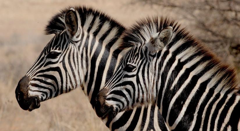 Alföldi zebra született a Szegedi Vadasparkban