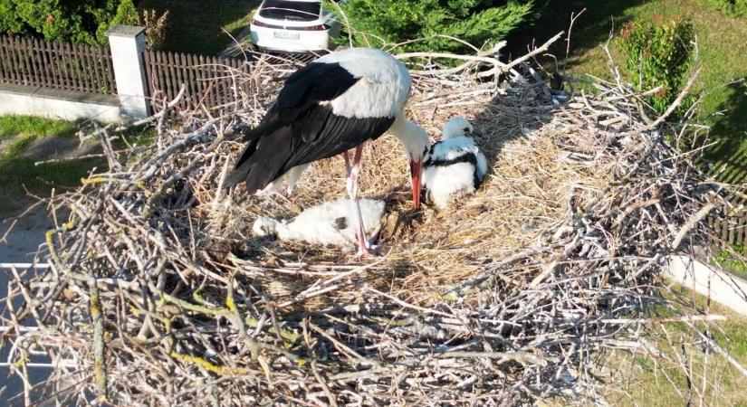 Brutális szárazság sújtja a természetet: gólyák, poszáták, kakukkok hullanak
