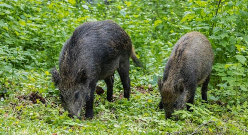Módosul az ASP-mentesítési tervhez kapcsolódó állami kártalanítás rendszere