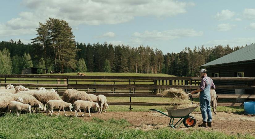 Mérséklődik a vállalkozások terhe: új állami támogatás a béremelésekhez