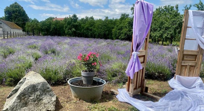 Elbűvölő levendulanapok Tokaj-Hegyalja ékszerdobozában