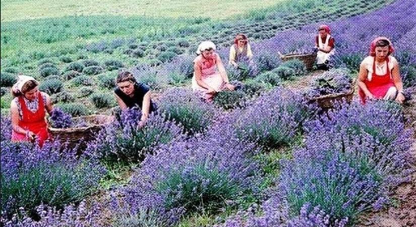 Íme egy illatos somogyi birodalom, ami a legnagyobb divatházak érdeklődését is felkeltette