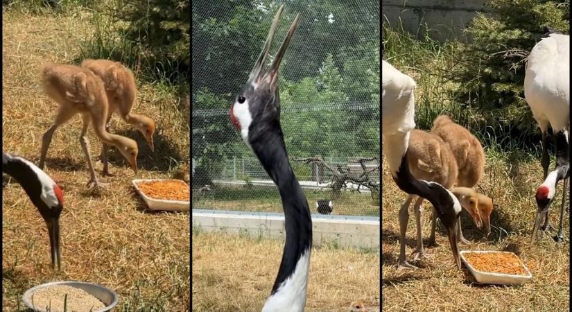 A béke és a szerencse pihés kis jelképei a Nyíregyházi Állatparkban