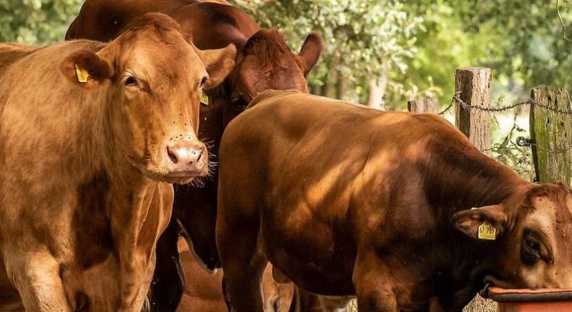 Újvilági csavarféreglégy: fenyegeti-e Európát a húsevő parazita?