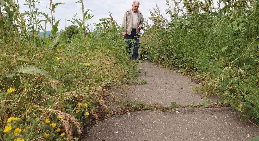Vállig ér a gaz a belvárosban – olvasónk kiakadt a pécsi állapotokon