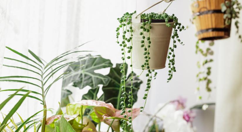 7 gyönyörű növény, ami gyorsan nő akasztós kaspóban