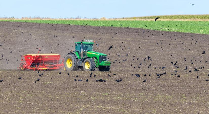 Hiába vetnek újra csak a pusztítás marad, megállíthatatlanul támadnak a vetési varjak
