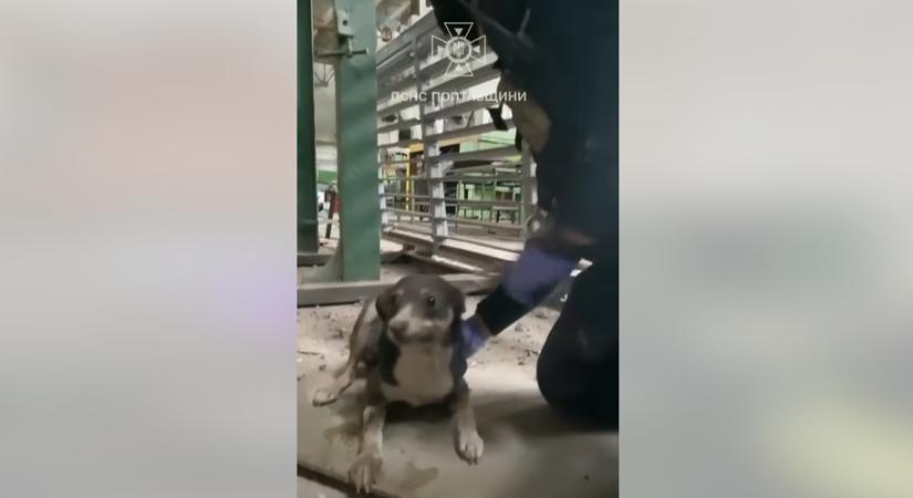 Két életben maradt kutyát mentettek ki a romok alól Poltavában