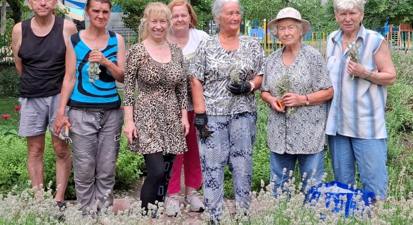 Újra levendulaszüret az Érzékelések kertjében