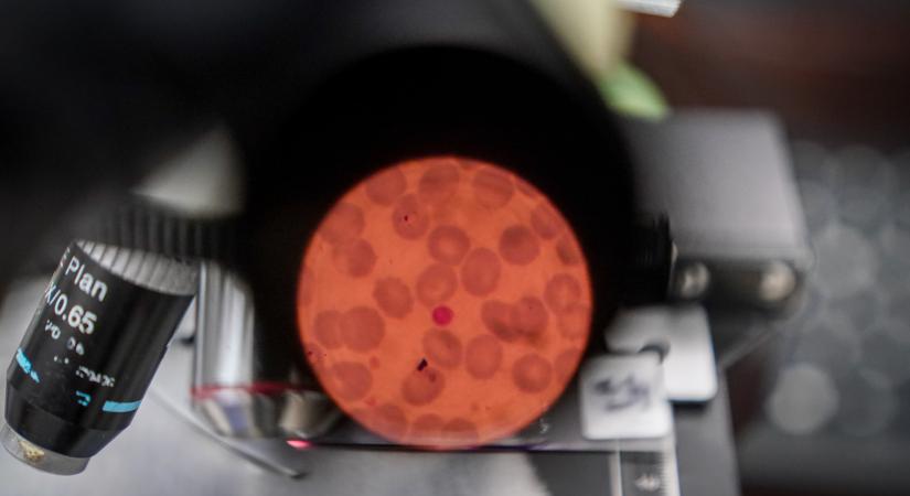 Amőbából készült csodafegyver: 18 országban vethetik be a szuperhatékony biofungicidet