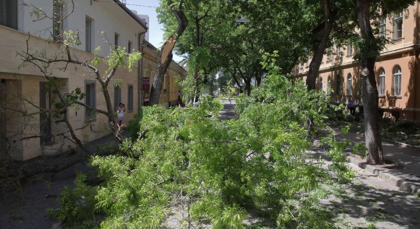 Leszakadt egy faág – hajszálon múlott a súlyos baleset