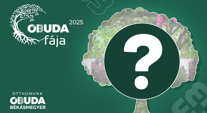Óbuda Fája 2025 – Indul a szavazás, bemutatjuk a jelölteket!