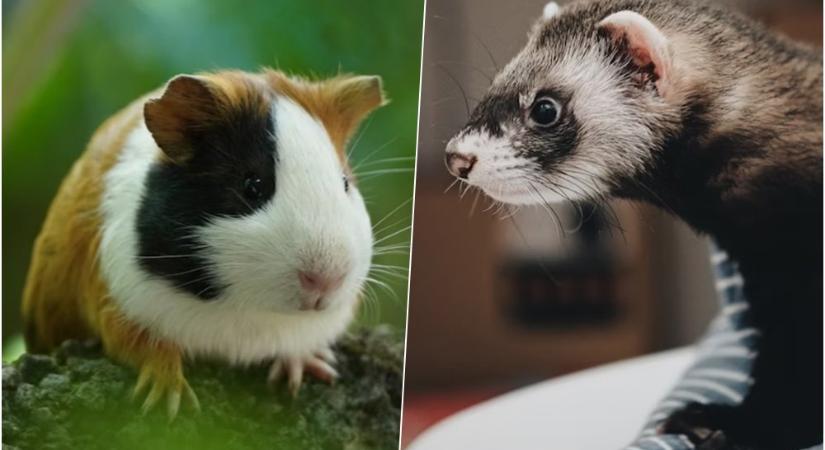 Tengerimalac vagy görény? – Állatválasztó kisokos kezdőknek