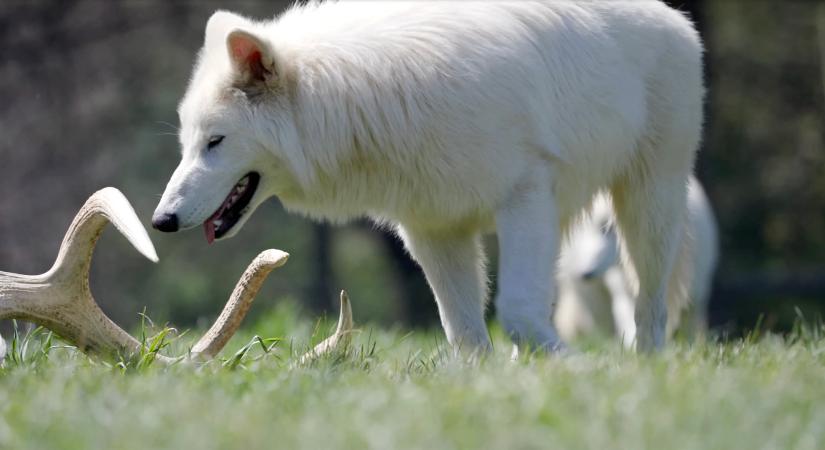 Már most hatalmasra nőttek a génszerkesztéssel feltámasztott óriásfarkasok – videó