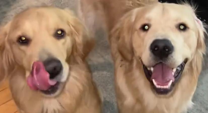 Először hagyja otthon a golden retrievereit a nő: amikor hazaér, jön a csapás - Videó