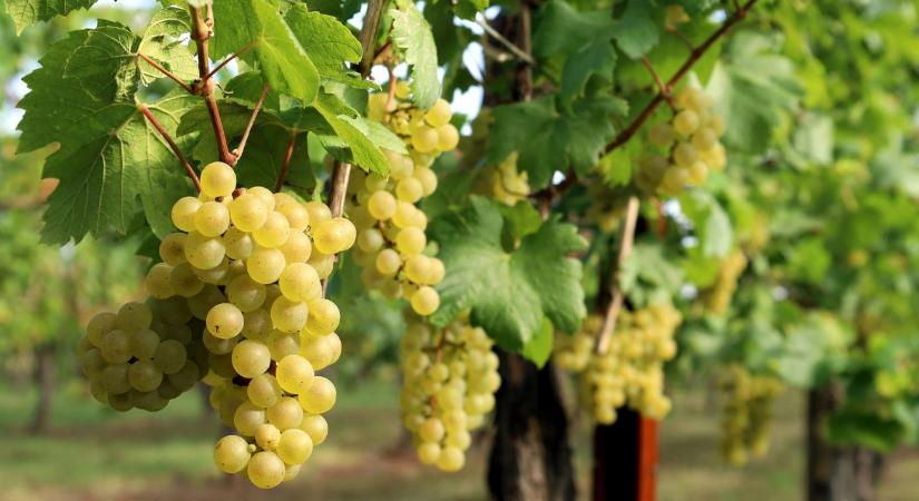 Szélsőséges év, gyengébb termés – mire számíthat idén a szőlőágazat?