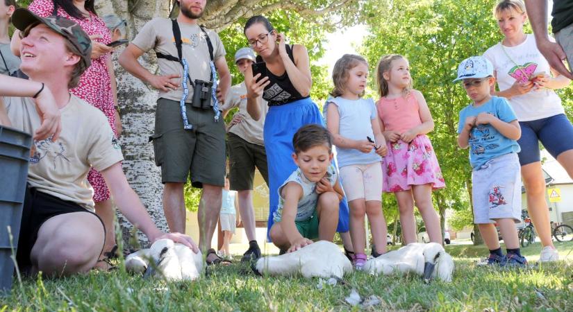 Csőrös, Golyó, Tollas, repüljetek vissza hozzánk! – Ezt kérik a kunszigeti ovisok a gólyáktól