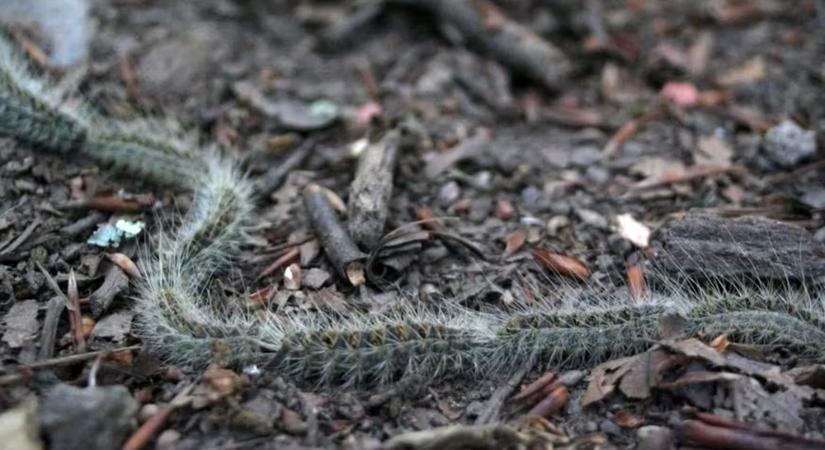 Halálos selyem – Mérgező hernyók a természet sötét oldaláról