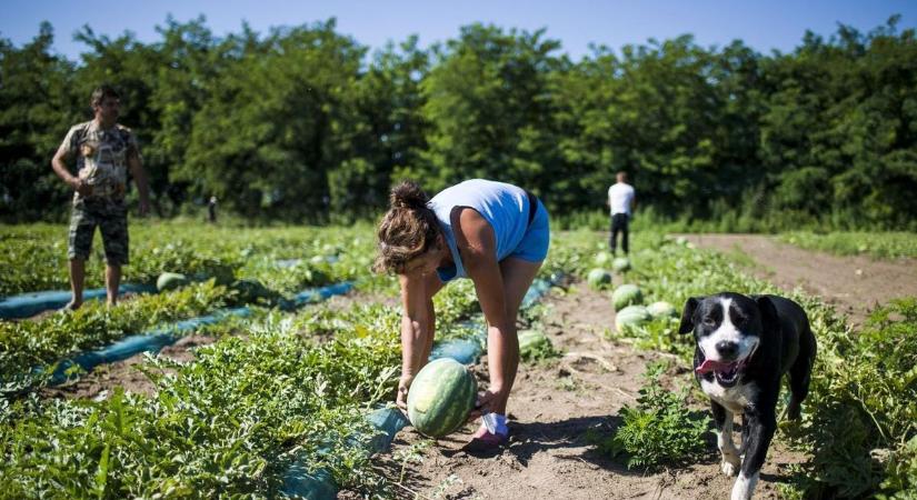 Alkalmi munka: ennyit lehet maximum dolgozni