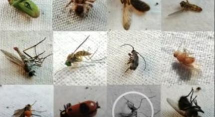 Vegyszerrel irtják a repülő rovarokat Debrecenben