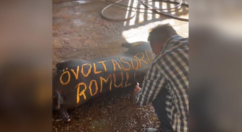 „Ő volt a soros Romulusz” – írta Pócs János egy megperzselt disznóra