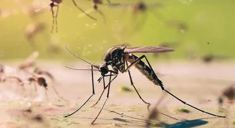 Nagyszabású szúnyogirtás a Sajó mentén