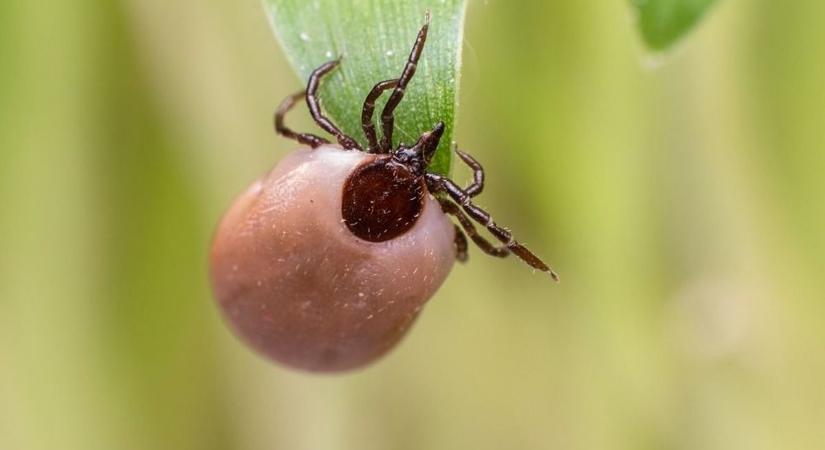 Kislány kapta el a legsúlyosabb fertőzést: ő a kullancs-encephalitis legújabb áldozata