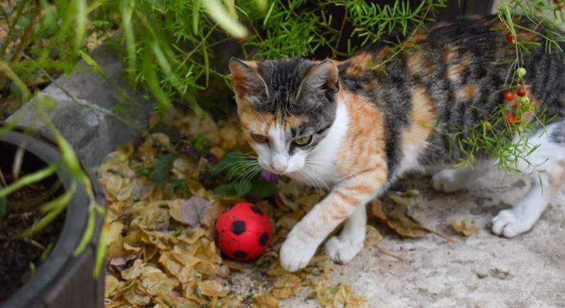 Miért nem hozza vissza? – A cicák és a „retriever-szindróma”