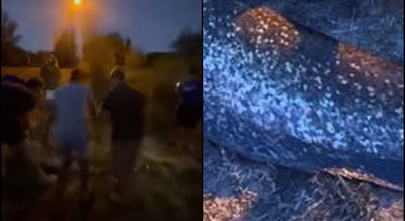 Elképesztő felvétel: tavi szörnnyel találkoztak a szabolcsi kisfiúk! (videó)