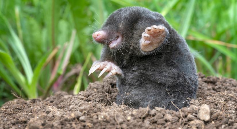 Ha ezt teszed a földbe, a vakondok örökre eltűnnek az udvarodból – meglepően egyszerű trükköt mutatunk