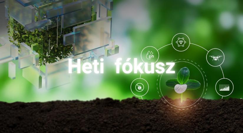 A kukoricád kér téged: Tudod, hogyan védd meg a kártevők ellen?