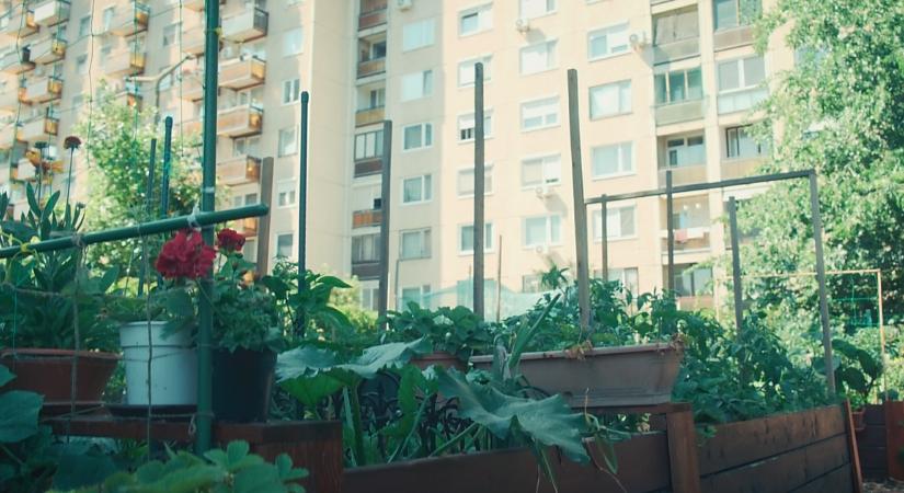 Öt éve virágzik Debrecen első közösségi kertje – vidóval