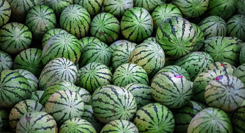 Nagy erőkkel küzd az NKFH a csalódásmentes dinnyeszezonért