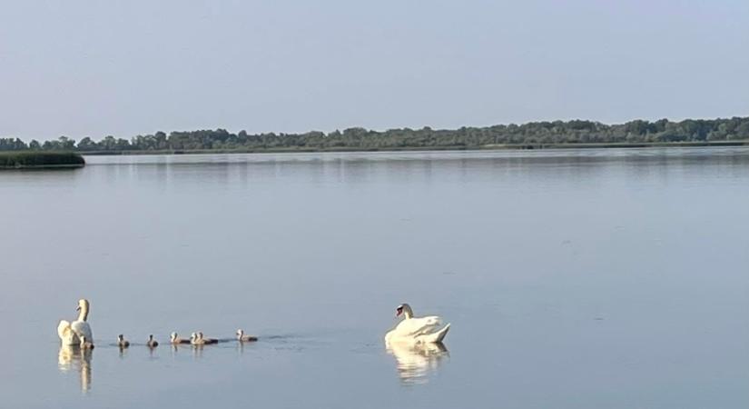 A vízimadarak etetése veszélybe sodorja az állatokat