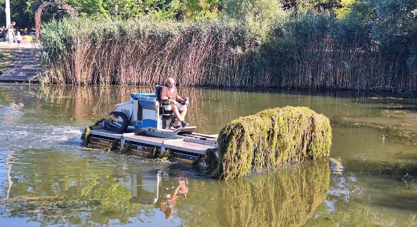 Megkezdődött a hínárvágás a csapadékvíz-tározó tavakon