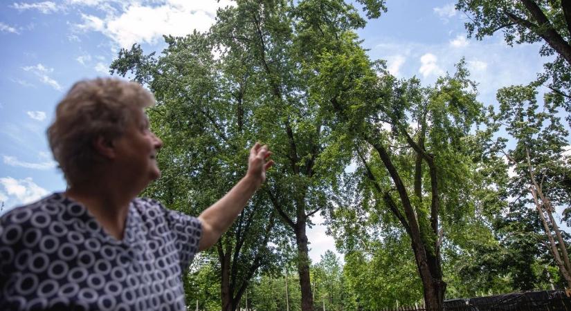 Bejelzett a rovarfigyelő rendszer: inváziót mértek Debrecenben