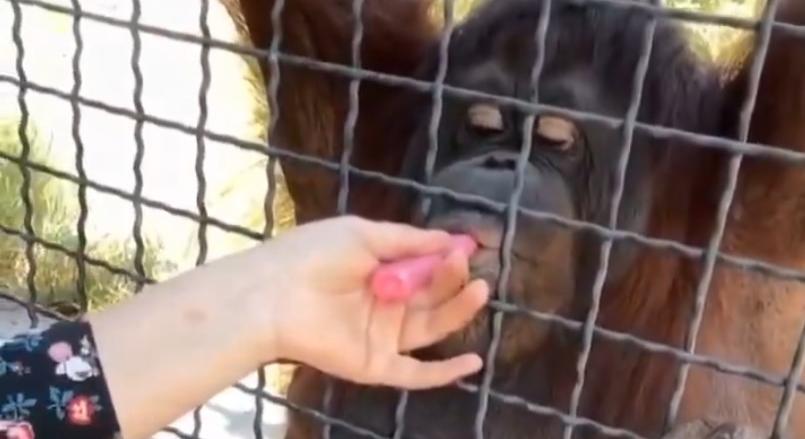 Elektromos cigit adott egy orangutánnak: szétszedi az internet az MMA-harcos, Anasztaszija Lucskinát – videó
