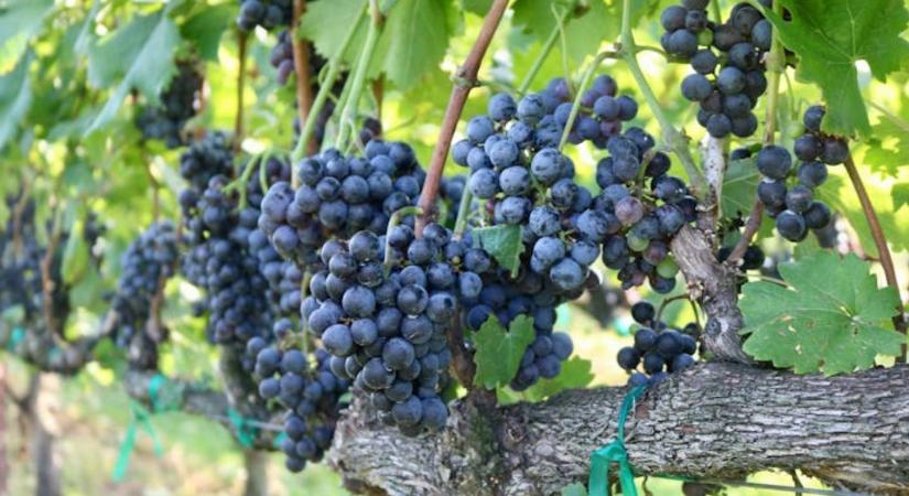 Veszélyben a villányi szőlő – megjelent a rettegett kór!