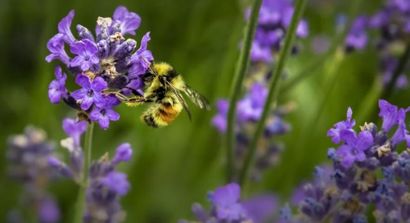 Méhek, akik arcról is felismerik társaikat – és akár az embert is!