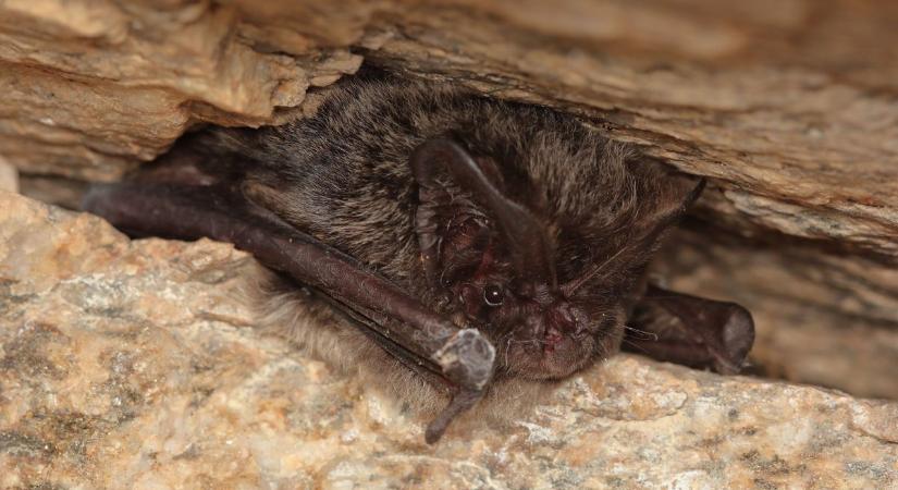 Misztikus és félreismert pécsi lényekkel találkozhatunk