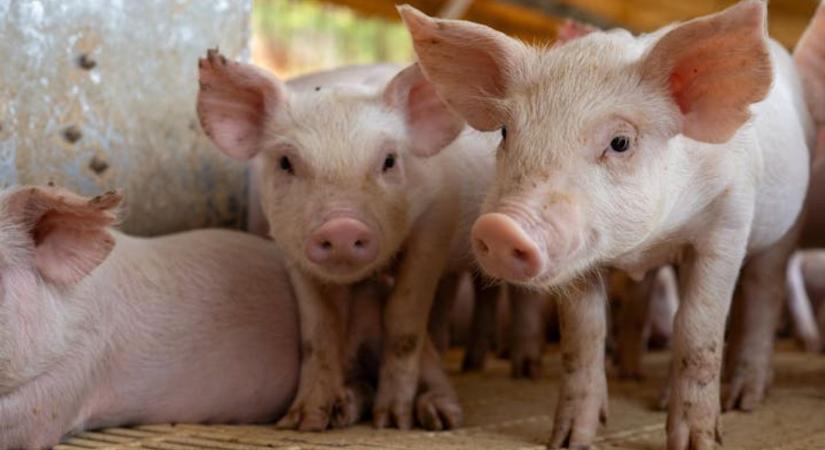 Ennyivel drágulhat a hús – védővám emelheti a takarmányárakat