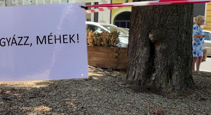 Méhraj a Károlyi-kertben: Ne háborgassuk, hamarosan intézkednek a szakemberek!