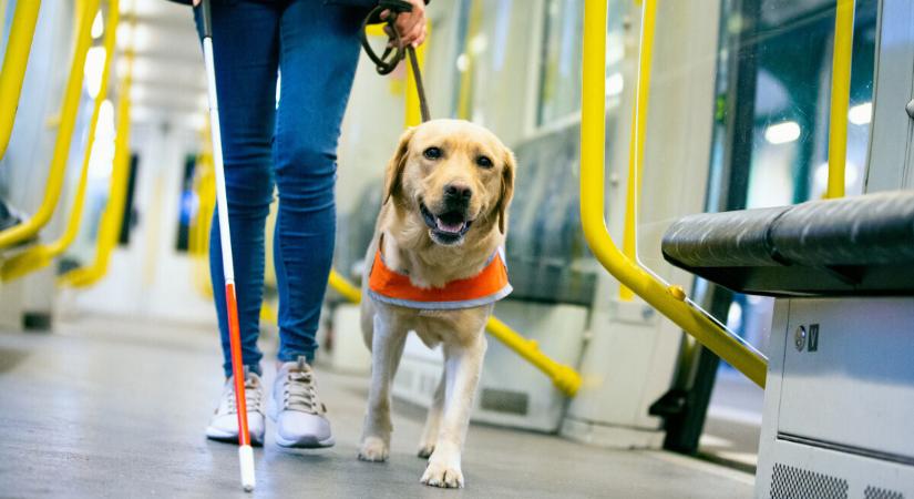 Nem ülhetett fel a buszra gazdájával Körte, a vakvezető kutya