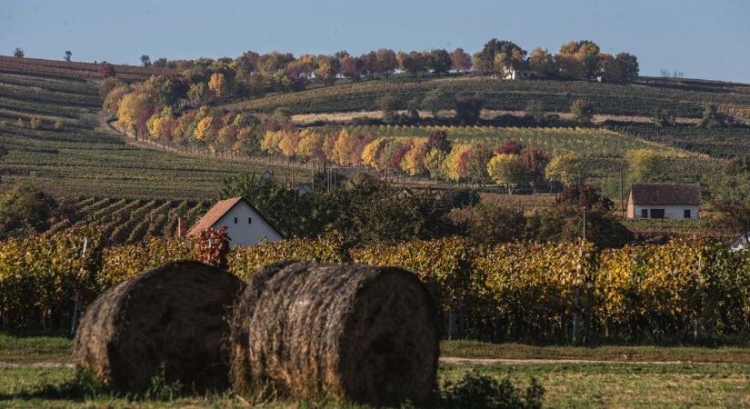 Villány térségében is megjelent a veszélyes betegség