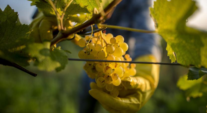 Nébih: újabb borvidék vált fertőzötté